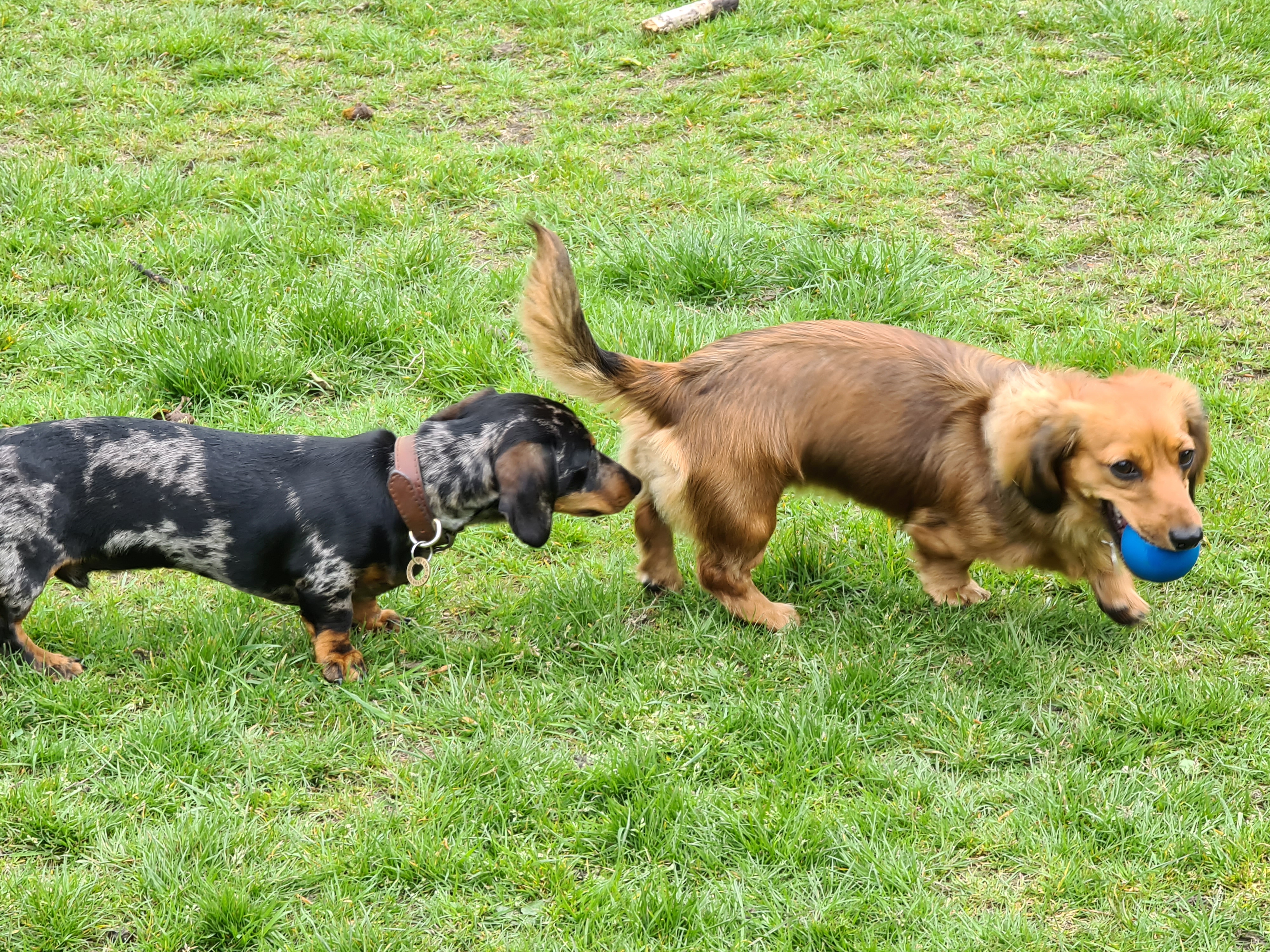 Frankie playing
